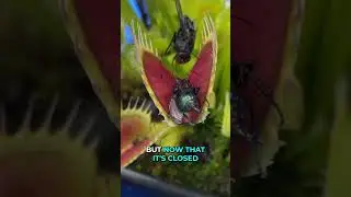 Feeding Dead Food to a Venus Flytrap 