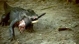 Cocodrilo Caza y Destroza a Cerdo Mulefoot