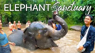 We hung out with these Crazy Elephants in Thailand!