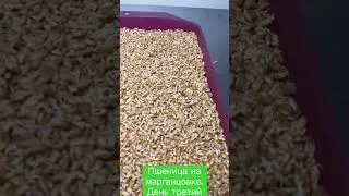 Пшеница на марганцовке. Вырастет или нет…