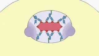 Phagocytosis