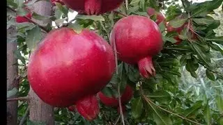 QUVA ANORI KOʻCHATLARI