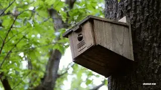 ASMR 80min 비내리기 시작하는 숲속의 둥지상자