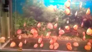 Discus Fish |Red Map | Yellow Pigeon |