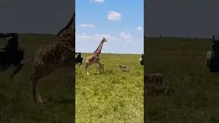 Two cheetahs vs curious giraffe