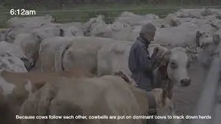 Lauren Aguayo Transhumance Movement in Italy