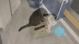 коты и огурец