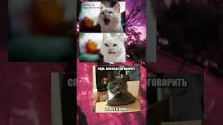 #мемасы #меме #коты #котыприколы #мем #мемас #мемы_тикток #мемы2023 #кот #мемы_тикток #котики