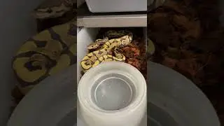 Building A Hypo Puzzle Army #hypopuzzle #ballpythonmorph #fealysclutch #snake #ballpython