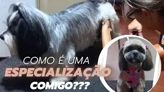 Como é um treinamento  de banho e tosa? Especialização em Banho e tosa