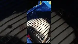 Стюарт Литтл