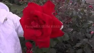 роза СУПЕР ГРАНД АМОРЕ / питомник Роз Елены ИВАЩЕНКО