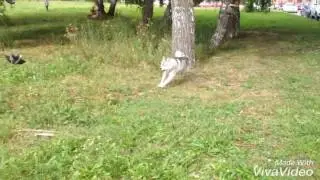 Свободный выгул Хантера (хаски без поводка)