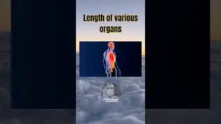 Length of various organs of our body with mnemonics❗️📌 #youtubeshorts #viral #trending #video #neet