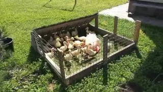 Утиный трактор эконом. Эконом загон для утят и гусят.