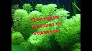 Лимнофила - прогулка по аквариуму