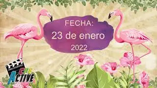 Video Invitación para cumpleaños Flamingos