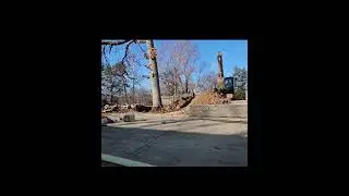 Little excavator takes on Big tree
