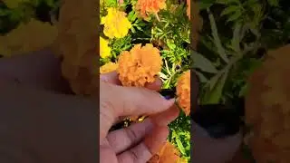 #shorts #viralshorts #shortvideo #shortsfeed