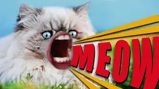 MEOW | funny cats talking #meow #talkingcats