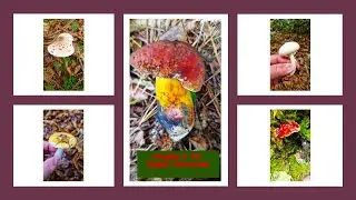 Autumn mushrooms everywhere ! / A day of Foraging / English countryside #mushroomforaging