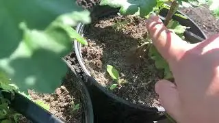 Зачем  удалять бутоны и формировать хризантемы в контейнерах?