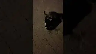 ГОЛУБАЯ ВИСЛОУХАЯ