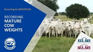 Recording Mature Cow Weights