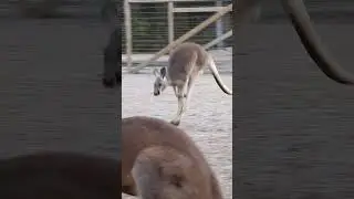 Hoppy Leap Day from the Roos! Today is a rare bonus day so they're really making each hop count! 🦘🗓️