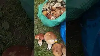 Це шок! Море грибів / літні білі гриби