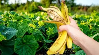 CUCUMBERS, TOMATOES, PEPPERS NEVER BE SICK, I ONLY USE THIS FOR 50 YEARS! Gardeners in shock!