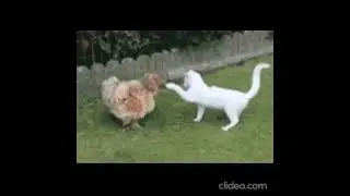 Funny cats fighting video