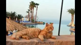 Коты гуляки