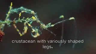 Skeleton shrimp