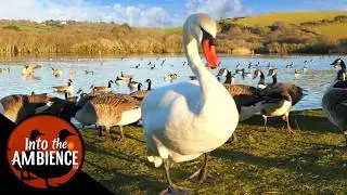 Peaceful Evening Feeding the Ducks Swans and Geese - Nature Relaxation Video - No Music - 4K