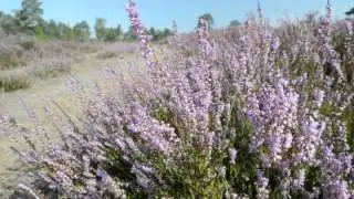 Besenheide - Calluna vulgaris