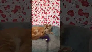 Кошечка ,красный мейнкунчик #домашниеживотные #mainecoon #мейнкун #kitten #кошка#рыжаякошка