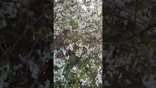 #itsspring