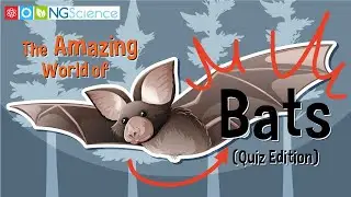 The Amazing World of Bats (Quiz Edition)
