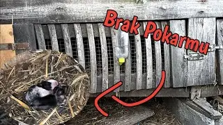 Wykocenie miniaturki oraz jej brak pokarmu dla młodych