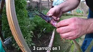 Carrot Harvest Jan 2022