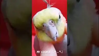 My Cookie ｡⁠◕⁠‿⁠◕⁠｡