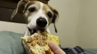 The Life of Modern Female Dog Named Dikaia
