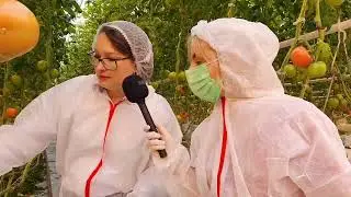 Уманський тепличний комбінат: як вирощують овочі