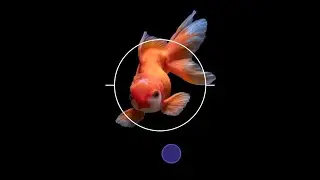 How to add animations & effects to your photos and videos using StoryZ app for Android