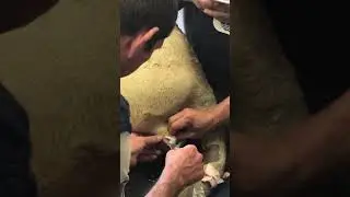 Sperm sample taken from a male Lion