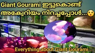 Everything about Giant Gourami | Giant Gourami in Aquarium | Breeding | Malayalam | Jo Aqua Farm