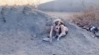 This Innocent Soul Has Endured Unimaginable Pain and Horrors No Living Being Should Ever Face