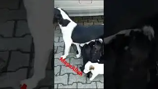 kaç tane yavru köpek 🐶 var sayabildiniz mi #sokakhayvanları