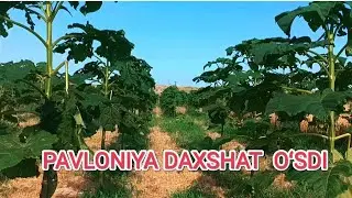 🌱🌳Pavloniya SHanton udar oʻsishda davom etyabdi⚡